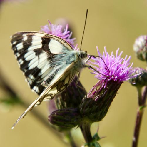 Melanargia galathea